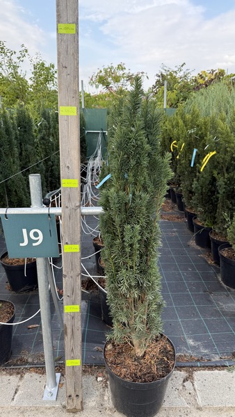 TAXUS BACC. FASTIGIATA ROBUSTA