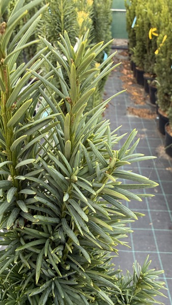 TAXUS BACC. FASTIGIATA ROBUSTA