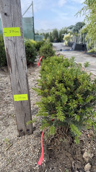 TAXUS BACC. G&Ouml;MBRE METSZETT