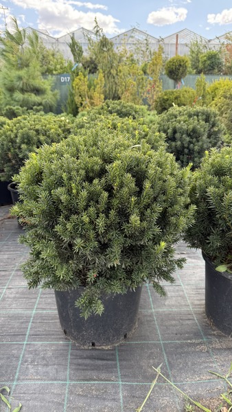 TAXUS BACC. G&Ouml;MBRE METSZETT