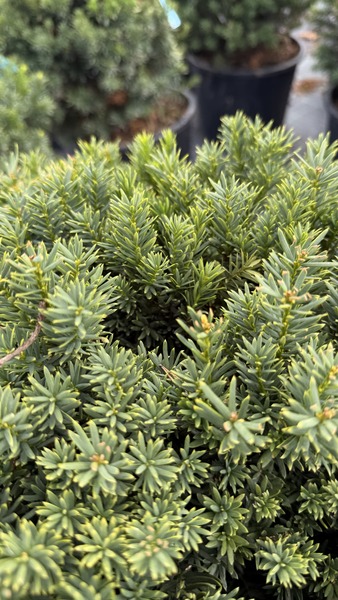 TAXUS BACC. G&Ouml;MBRE METSZETT