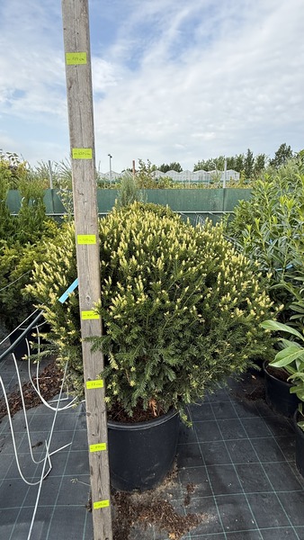 TAXUS BACC. G&Ouml;MBRE METSZETT