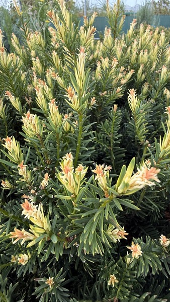 TAXUS BACC. G&Ouml;MBRE METSZETT