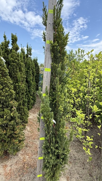 TAXUS BACC. OVEREYNDERI TYP
