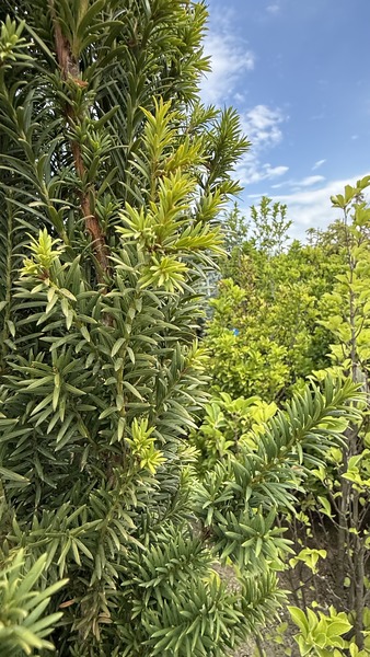 TAXUS BACC. OVEREYNDERI TYP