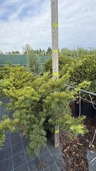 TAXUS BACC. REPANDENS AUREA