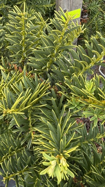 TAXUS BACC. REPANDENS AUREA