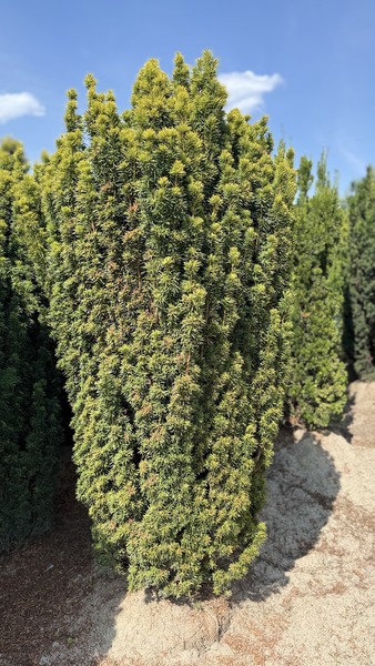 TAXUS BACC. SONATA