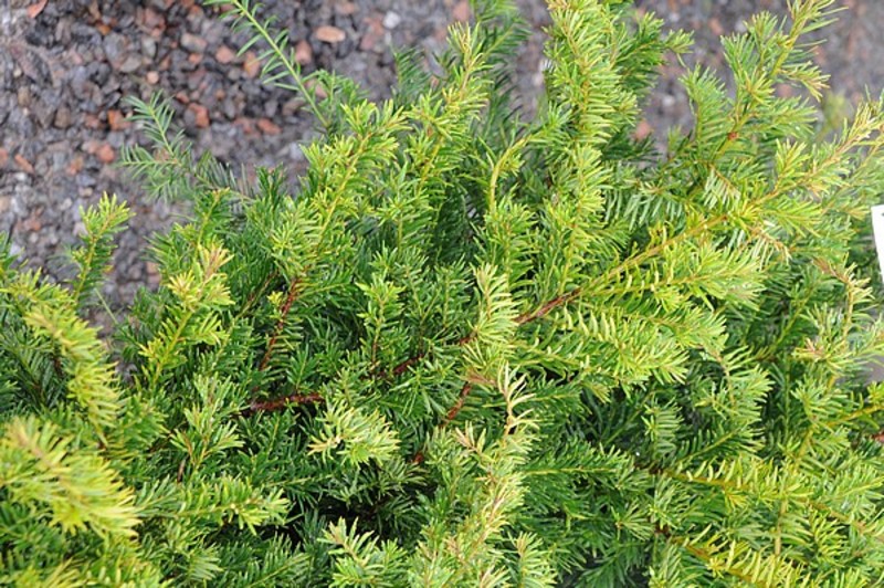 TAXUS BACC. BARMSTEDTER