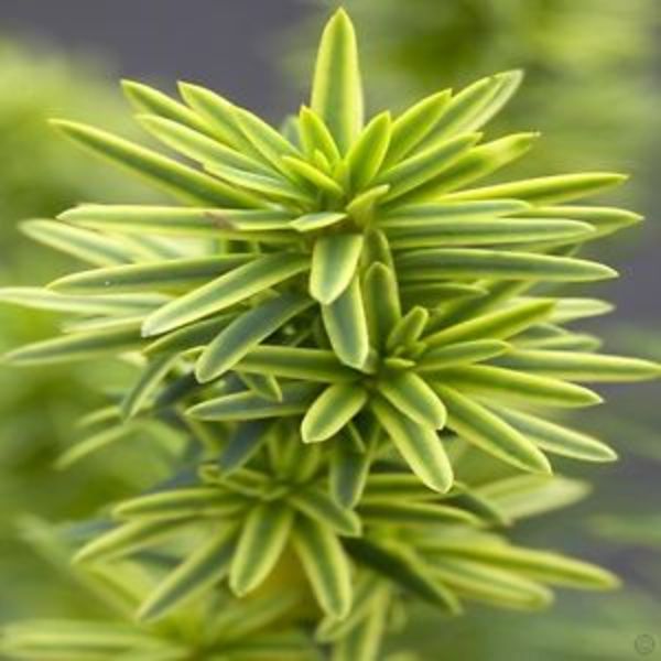 TAXUS BACC. DAVID