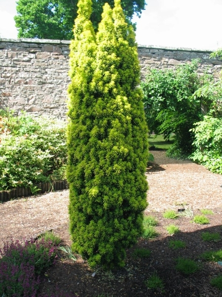 TAXUS BACC. DAVID
