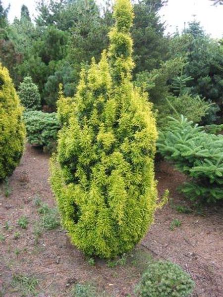 TAXUS BACC. DAVID