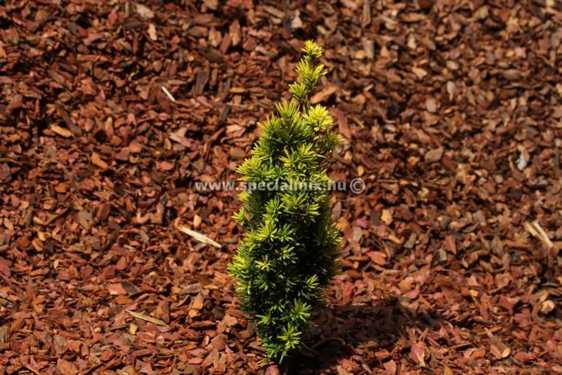 TAXUS BACC. FASTIGIATA AUREA