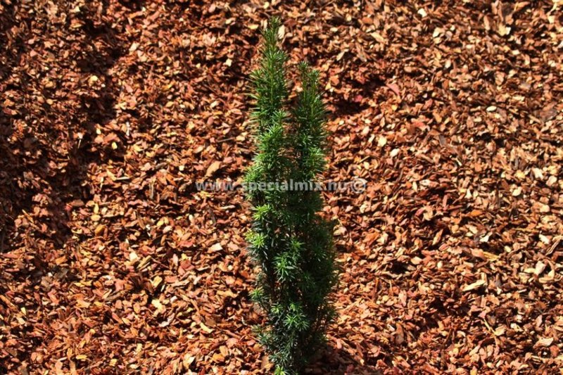 TAXUS BACC. FASTIGIATA