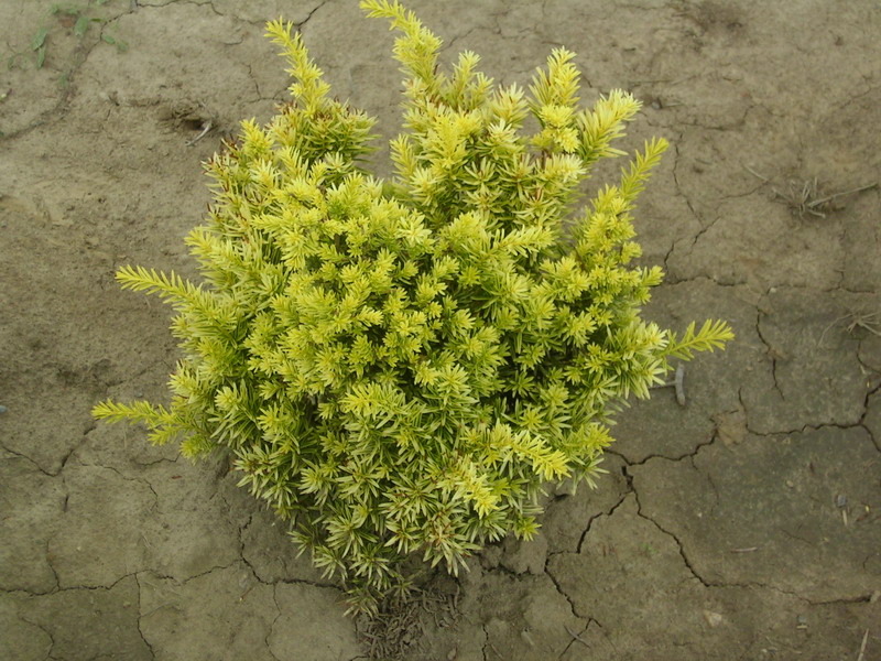 TAXUS BACC. JULA