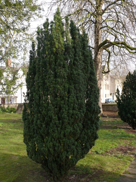 TAXUS BACCATA