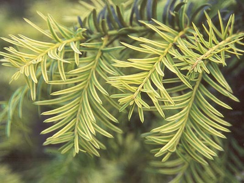 TAXUS BACC. REPANDENS AUREA