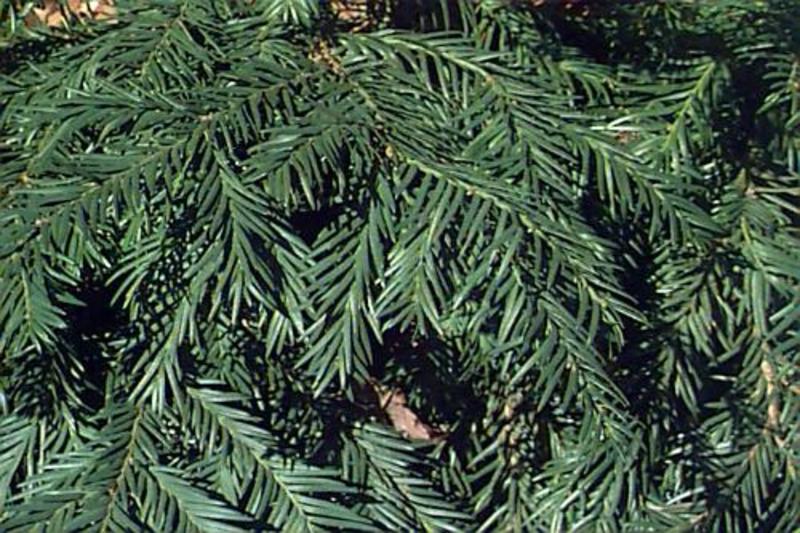 TAXUS BACC. REPANDENS