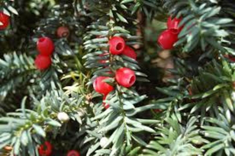 TAXUS BACC. SÖVÉNY