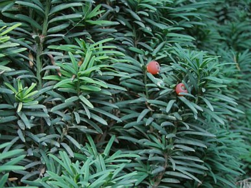 TAXUS BACCATA
