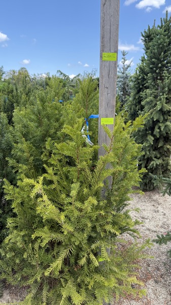 TAXUS BACCATA 'ORION'(62 KL&Oacute;N)