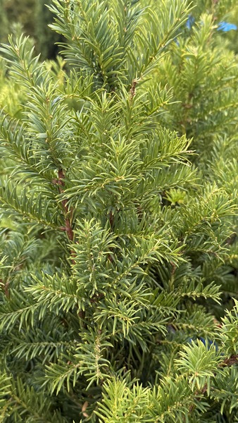 TAXUS BACCATA 'ORION'(62 KL&Oacute;N)
