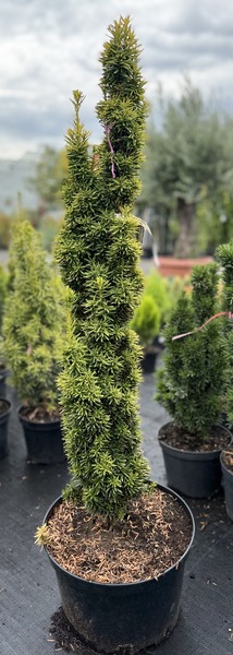 TAXUS BACCATA DAVID