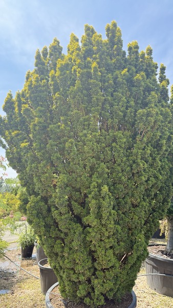 TAXUS BACCATA DAVID