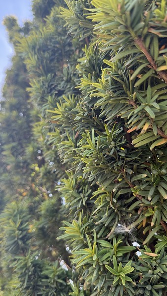 TAXUS BACCATA DAVID