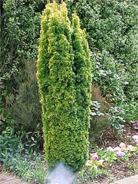 TAXUS BACC. FASTIGIATA AUREA