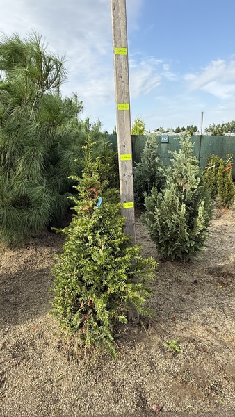 TAXUS BACCATA K&Uacute;PRA METSZETT