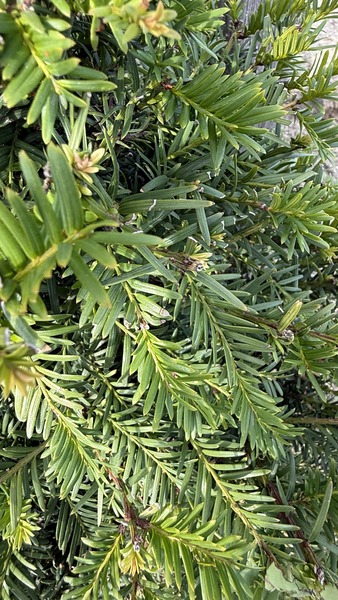 TAXUS BACCATA K&Uacute;PRA METSZETT