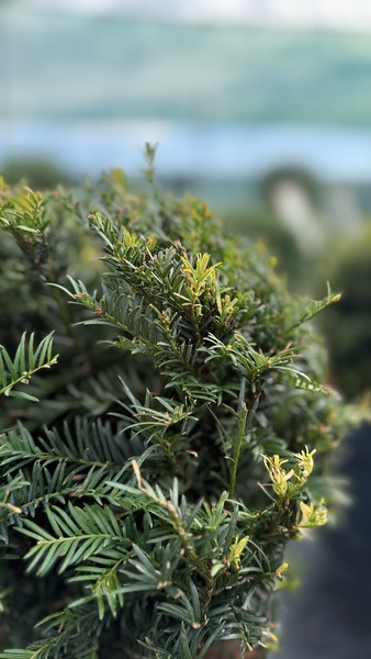 TAXUS BACCATA