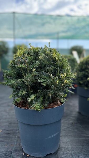TAXUS BACCATA
