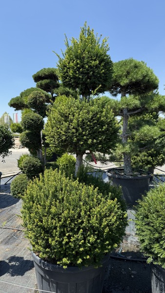 TAXUS BACCATA