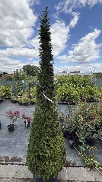 TAXUS BACCATA