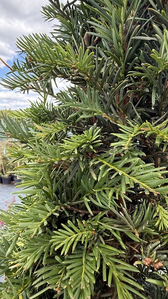 TAXUS BACCATA