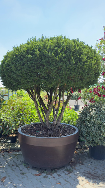 TAXUS BACCATA