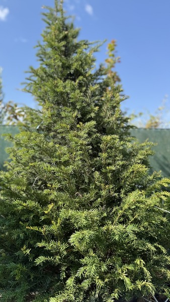TAXUS BACCATA K&Uacute;PRA METSZETT