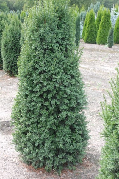 TAXUS BACC. OVEREYNDERI