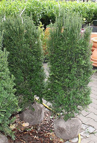 TAXUS BACC. OVEREYNDERI