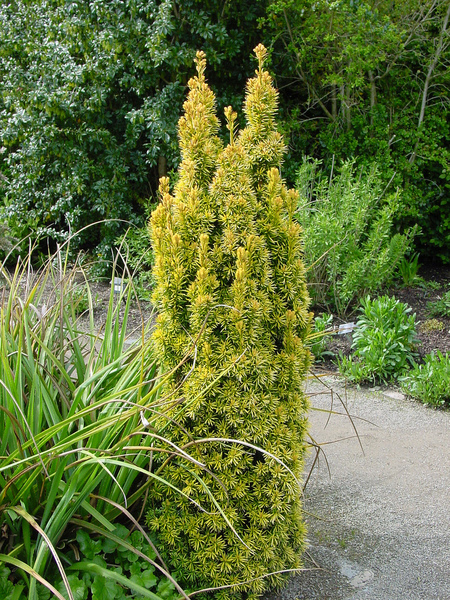 TAXUS BACC. STANDISHII