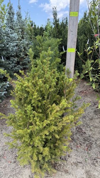 TAXUS BACC. S&Ouml;V&Eacute;NY