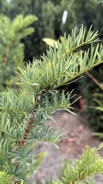 TAXUS BACC. S&Ouml;V&Eacute;NY