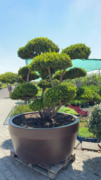 TAXUS CUSPIDATA NANA