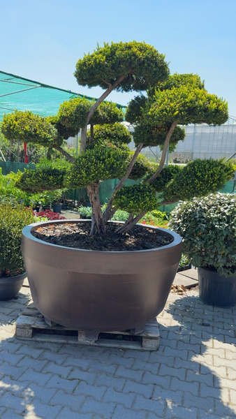 TAXUS CUSPIDATA NANA