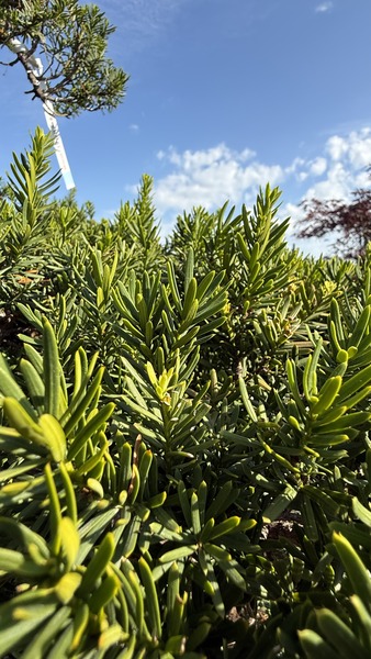 TAXUS CUSPIDATA