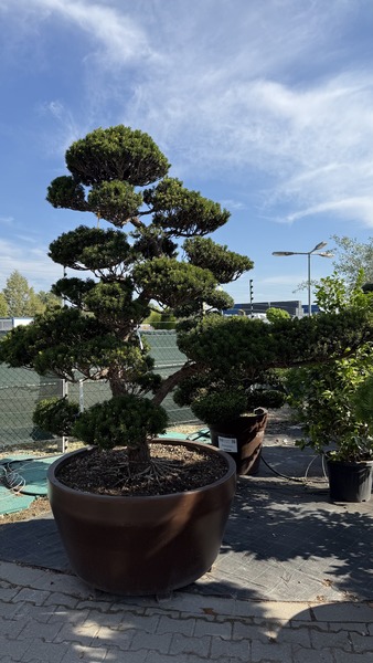 TAXUS CUSPIDATA