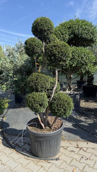 TAXUS MEDIA BROWNII
