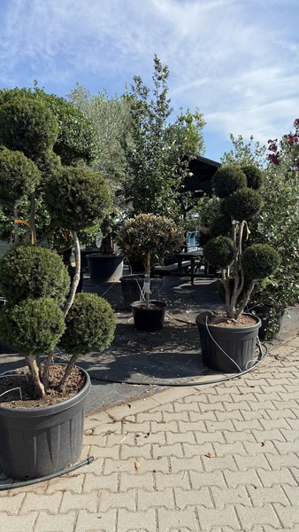 TAXUS MEDIA BROWNII